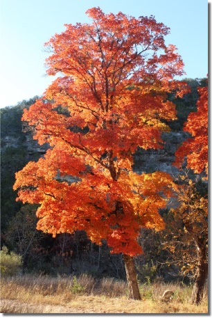 Bigtooth Maple Tree