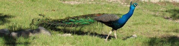 Peacock at Caverns of Sonora