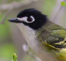 Black-capped Vireo