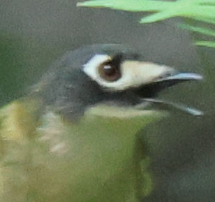 Black-capped Vireo