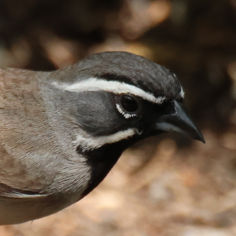 Black-throated Sparrow
