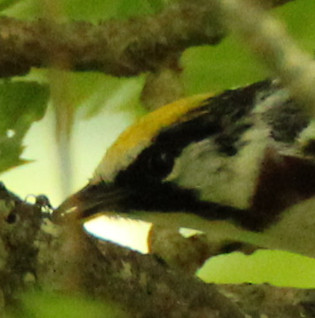 Chestnut-sided Warbler