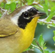 Common Yellowthroat