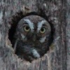 Dwarf Owl