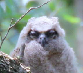 Great Horned Owl (Baby)