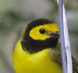 Hooded Warbler