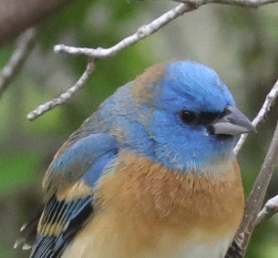 Lazuli Bunting