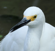 Little Egret