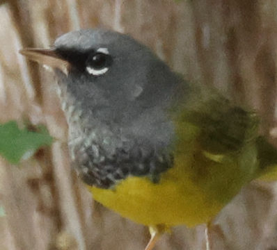 Macgillivray's Warbler