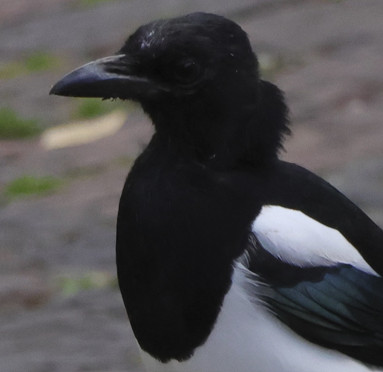Magpie