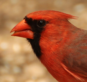 Northern Cardinal (Male)
