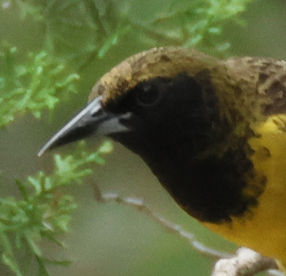 Orchard Oriole (Premature Male)