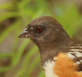 Spotted Towhee (Female)