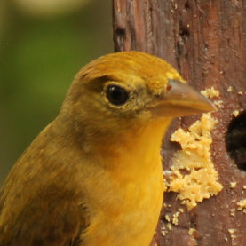 Summer Tanager (Female)