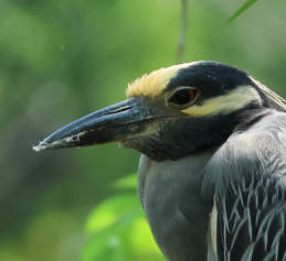 Yellow-crowned Night Heron
