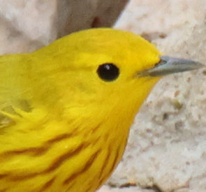 Yellow Warbler