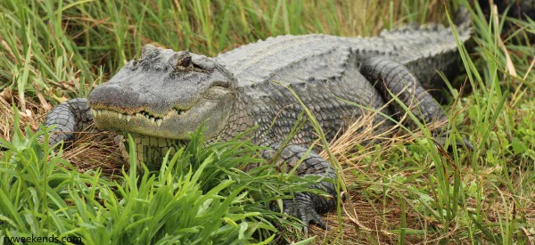 Alligator South Padre Island