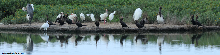 A Birder's Life List
