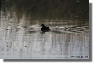 Duck at the Birding Pond
