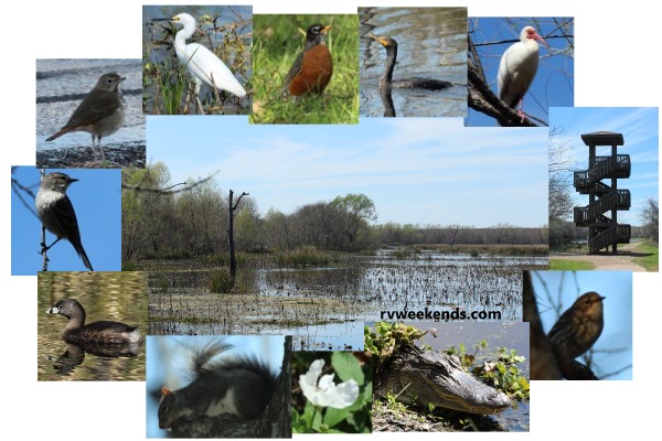 Brazos Bend State Park Birds