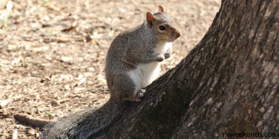 Brazos Bend State Park Gray Squirrel