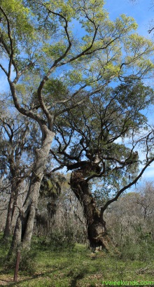 Brazos Bend State Park Oak Tree
