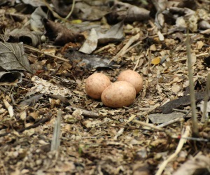 Common Pauraque Eggs