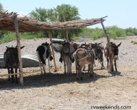 Donkeys at Boquillas Crossing