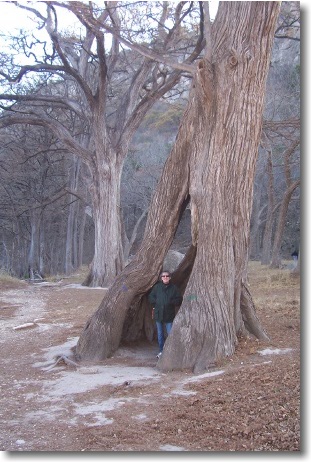 Garner State Park Large Cipress Tree