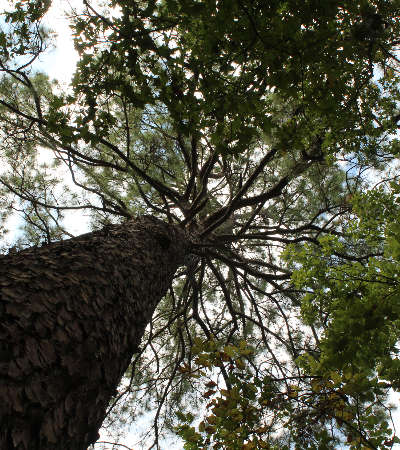 Mission Tejas State Park - Sentry Tree
