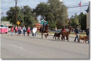 Animals in the Veteran's Day Parade