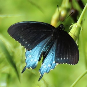 Pipeline Swallowtail Butterfly