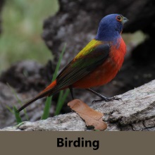 Texas Birding