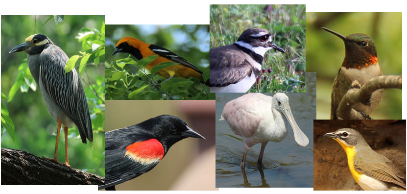 Texas Birding on RVweekends.com
