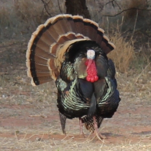 tom turkey front view