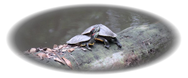 Two Red-Eared Turtles